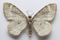 Ecliptopera silaceata