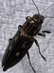 Chalcophora georgiana