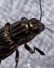 Chalcophora georgiana