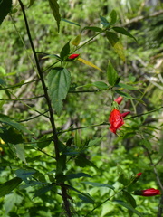 Malvaviscus penduliflorus