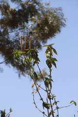 Achyrospermum schimperi