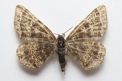 Epelis truncataria