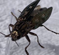 Chalcophora georgiana