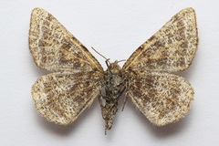Epelis truncataria