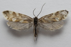 Greya variabilis