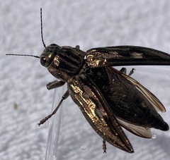 Chalcophora georgiana