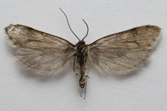 Greya variabilis