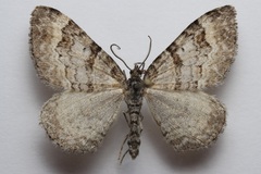 Xanthorhoe abrasaria