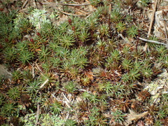 Polytrichum piliferum