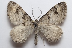 Xanthorhoe abrasaria
