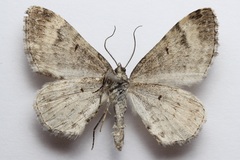 Xanthorhoe abrasaria