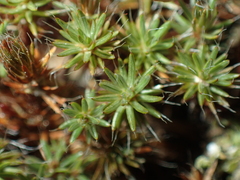 Polytrichum piliferum