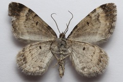 Xanthorhoe abrasaria