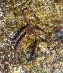 Ophioderma panamense