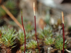 Polytrichum piliferum