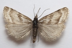 Catoptria trichostomus