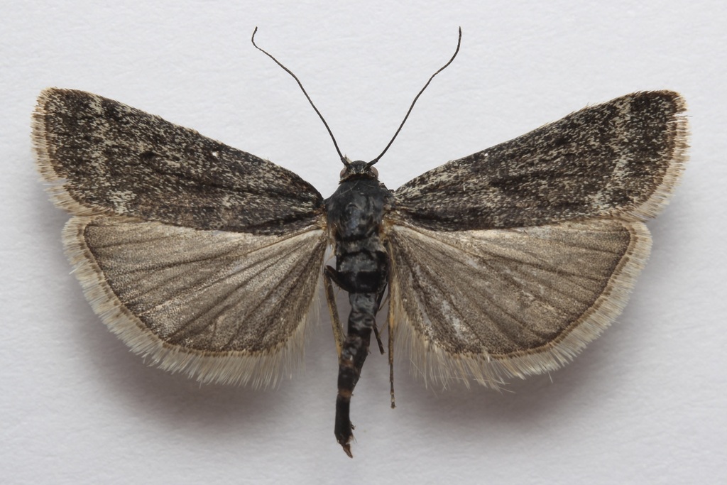 Pyla criddlella