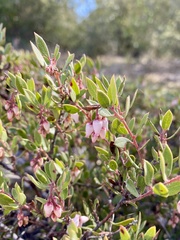 Arctostaphylos myrtifolia
