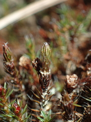 Polytrichum piliferum