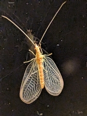Chrysoperla rufilabris