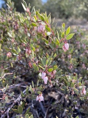 Arctostaphylos myrtifolia