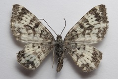 Rheumaptera hastata