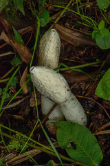 Phallus granulosodenticulatus
