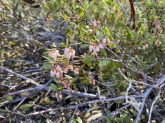 Arctostaphylos myrtifolia