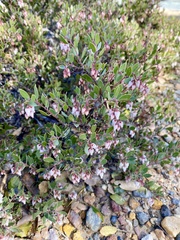 Arctostaphylos myrtifolia