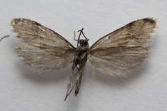 Greya variabilis