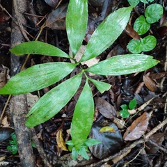 Zamia prasina