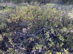 Arctostaphylos myrtifolia