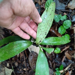 Zamia prasina