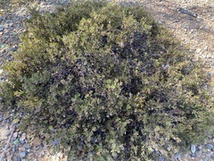 Arctostaphylos myrtifolia