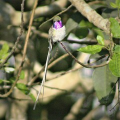 Thaumastura cora