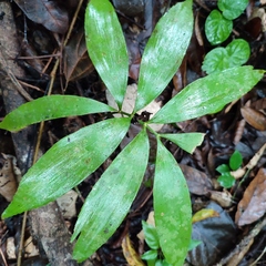 Zamia prasina
