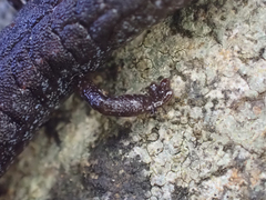 Batrachoseps incognitus