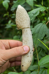 Phallus granulosodenticulatus