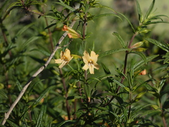 Diplacus longiflorus