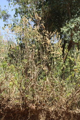 Achyrospermum schimperi