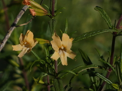 Diplacus longiflorus