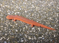 Pseudotriton ruber