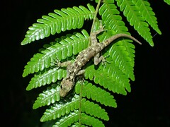 Cnemaspis chanardi