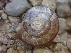 Helminthoglypta umbilicata