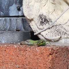 Podarcis siculus siculus