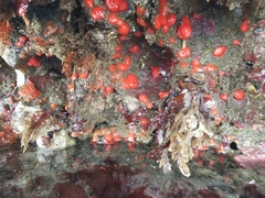 Corynactis californica