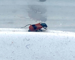 Anthocomus equestris