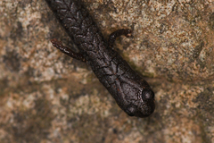 Batrachoseps incognitus