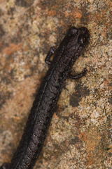 Batrachoseps incognitus