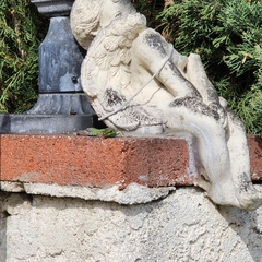 Podarcis siculus siculus